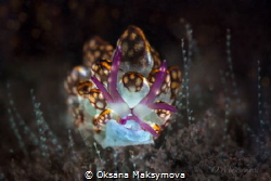 Kikutaro’s Butterfly Slug (Cyerce kikutarobabai) by Oksana Maksymova 